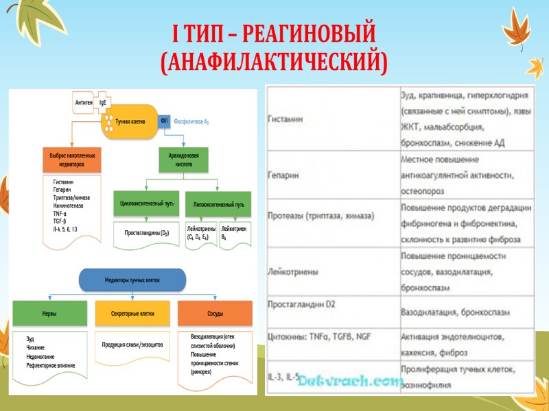 I ТИП – РЕАГИНОВЫЙ (АНАФИЛАКТИЧЕСКИЙ)